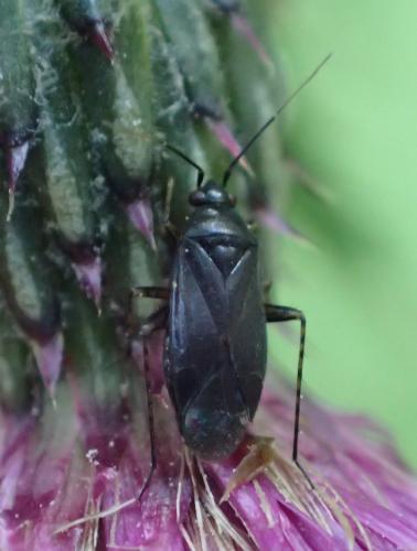Réf. 235 201 : Plagiognathus arbustorum